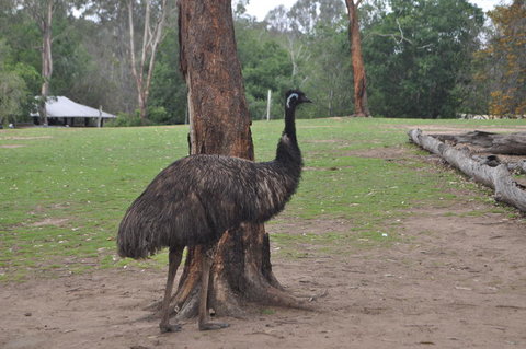 Lone Pine Koala Sanctuary Admission With Brisbane River Cruise - Accommodation Cairns 5