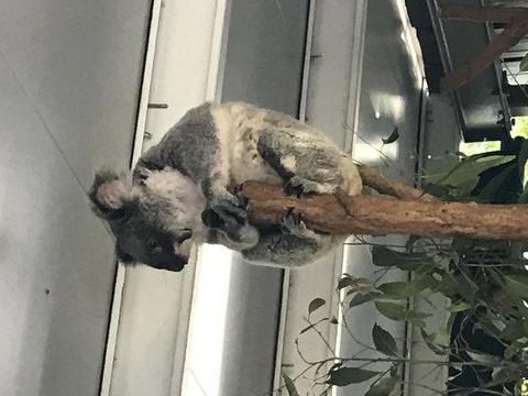 Lone Pine Koala Sanctuary Admission With Brisbane River Cruise - Accommodation Cairns 20