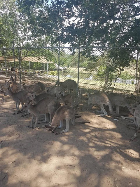 Lone Pine Koala Sanctuary Admission With Brisbane River Cruise - Accommodation Cairns 18