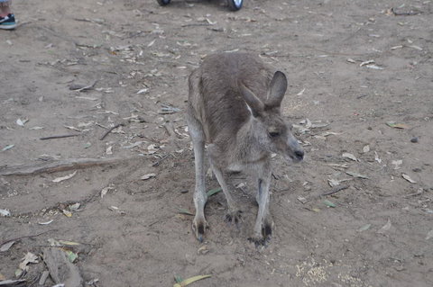 Lone Pine Koala Sanctuary Admission With Brisbane River Cruise - Accommodation Cairns 3