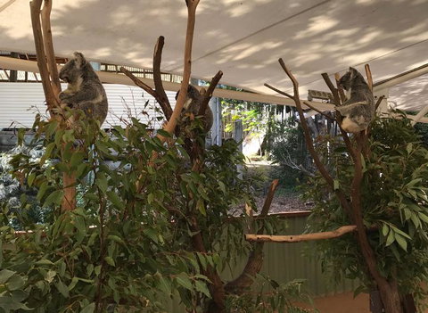 Lone Pine Koala Sanctuary Admission With Brisbane River Cruise - Accommodation Cairns 16