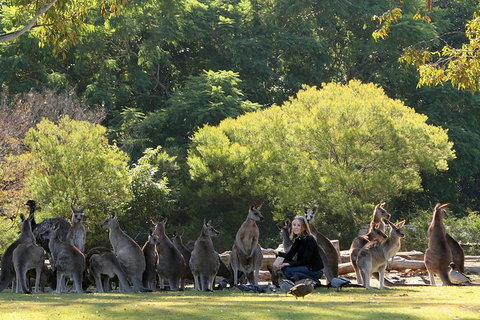Lone Pine Koala Sanctuary Admission With Brisbane River Cruise - Accommodation Cairns 27
