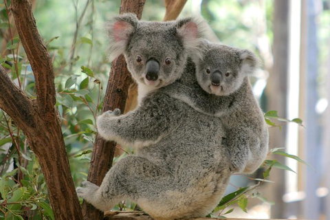 Lone Pine Koala Sanctuary Admission With Brisbane River Cruise - Accommodation Cairns 28