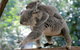 Lone Pine Koala Sanctuary Admission With Brisbane River Cruise - thumb 30
