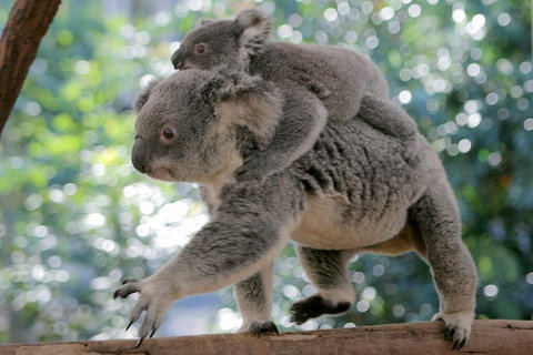 Lone Pine Koala Sanctuary Admission With Brisbane River Cruise - Accommodation Cairns 30