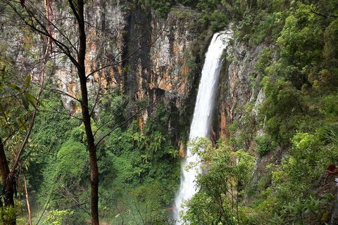 World Heritage Springbrook National Park Tour Including Natural Bridge - Accommodation Cairns 3