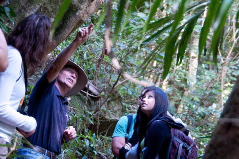 World Heritage Springbrook National Park Tour Including Natural Bridge - Accommodation Cairns 7