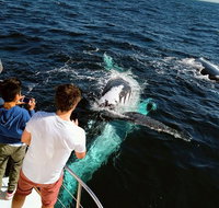 Half-Day Whale Watching and Canal Cruise from Surfers Paradise - Accommodation Cairns