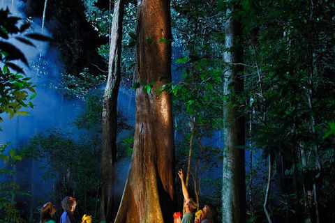 Daintree Rainforest Night Walk From Cape Tribulation - Accommodation Cairns 1