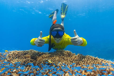 Ocean Safari Great Barrier Reef Experience In Cape Tribulation - Accommodation Cairns 5