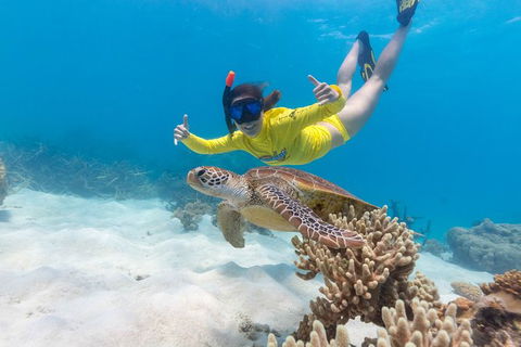 Ocean Safari Great Barrier Reef Experience In Cape Tribulation - Accommodation Cairns 13