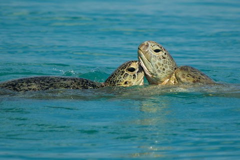 Great Sandy Marine Park Turtle Discovery And Cultural Eco Tour - Accommodation Cairns 7