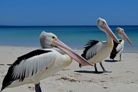 Great Sandy Marine Park Turtle Discovery And Cultural Eco Tour - Accommodation Cairns 4