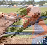 Camel Farm Deluxe Experience - Accommodation Cairns