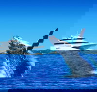 Tangalooma Island Resort Dolphin Viewing Day Cruise with Whale Watching - Accommodation Cairns