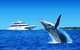 Tangalooma Island Resort Premium Dolphin Feeding Day Cruise With Whale Watching - thumb 0