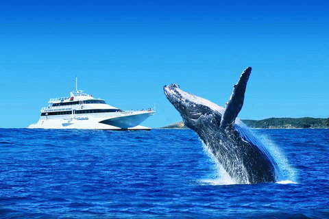 Tangalooma Island Resort Premium Dolphin Feeding Day Cruise With Whale Watching - Accommodation Cairns 0