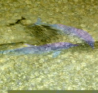 Dolphin Viewing Day Cruise to Tangalooma Island Resort on Moreton Island - Accommodation Cairns