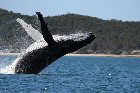 Hervey Bay Ultimate Whale Watching Cruise - Accommodation Cairns 0