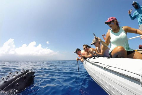 Hervey Bay Ultimate Whale Watching Cruise - Accommodation Cairns 1
