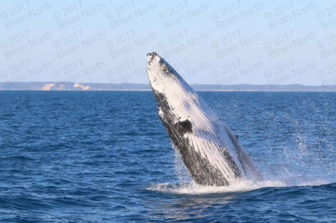 Hervey Bay Whale Watching Cruise - Accommodation Cairns 2