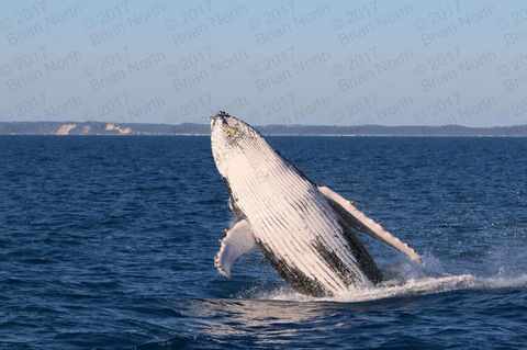Hervey Bay Whale Watching Cruise - Accommodation Cairns 3