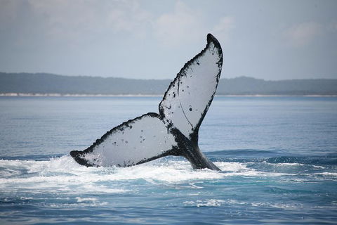 Hervey Bay Whale Watching Cruise - Accommodation Cairns 1