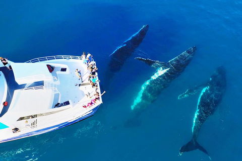 Hervey Bay Whale Watching Cruise - Accommodation Cairns 9