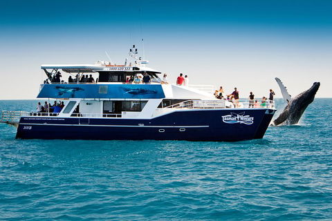 Hervey Bay Whale Watching Cruise - Accommodation Cairns 7
