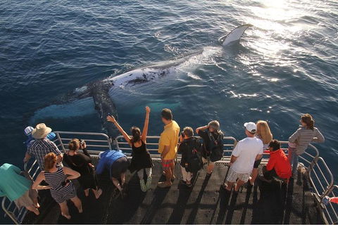Hervey Bay Whale Watching Cruise - Accommodation Cairns 6