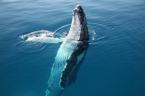 Hervey Bay Whale Watching Cruise - Accommodation Cairns 8