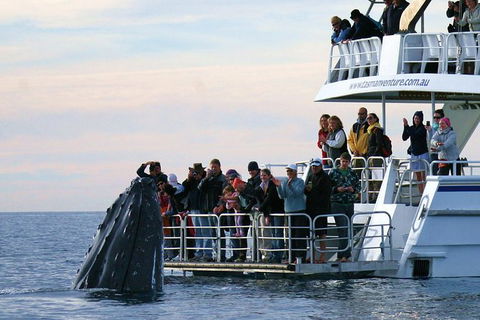 Hervey Bay Whale Watching Cruise - Accommodation Cairns 4