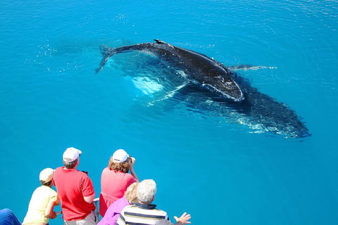 Hervey Bay Whale Watching Cruise - Accommodation Cairns 5