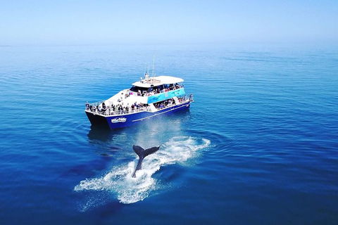 Hervey Bay Whale Watching Cruise - Accommodation Cairns 10
