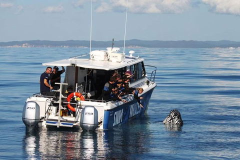 Hervey Bay Whale Swim And Watch - Accommodation Cairns 0