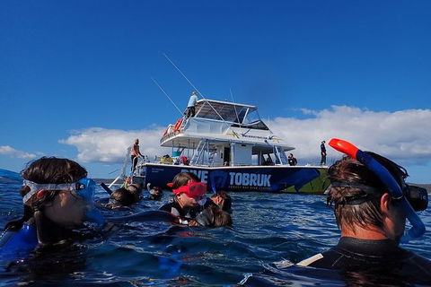 Hervey Bay Whale Swim And Watch - Accommodation Cairns 5