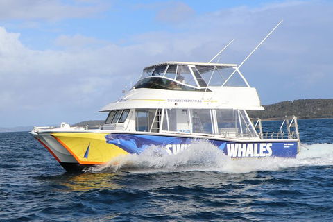 Hervey Bay Whale Swim And Watch - Accommodation Cairns 2