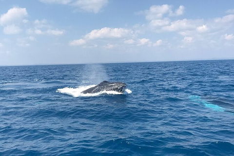 Hervey Bay Whale Swim And Watch - Accommodation Cairns 6