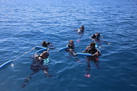 Hervey Bay Whale Swim And Watch - Accommodation Cairns 8