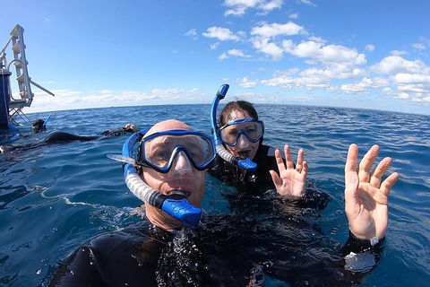 Hervey Bay Whale Swim And Watch - Accommodation Cairns 4