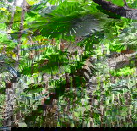 Cape Tribulation Daintree Rainforest and Wildlife Tour - Accommodation Cairns