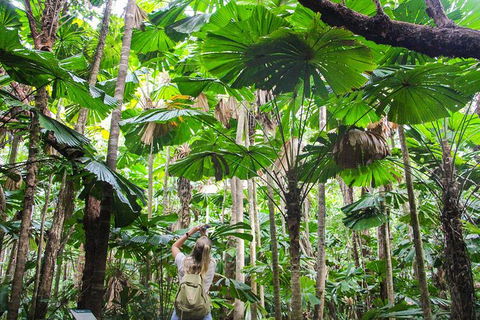 Cape Tribulation, Daintree Rainforest And Wildlife Tour - Accommodation Cairns 0
