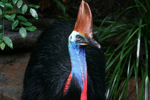 Cape Tribulation, Daintree Rainforest And Wildlife Tour - Accommodation Cairns 1