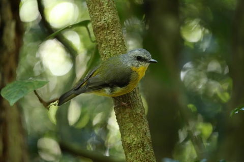 O'Reilly's Lamington National Park And Treetop Canopy Tour - Accommodation Cairns 3