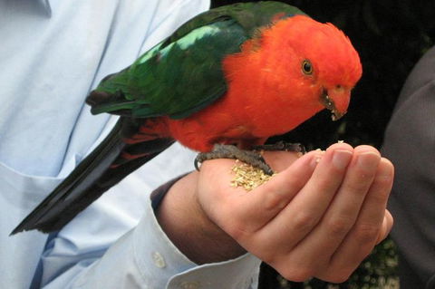 O'Reilly's Lamington National Park And Treetop Canopy Tour - Accommodation Cairns 1