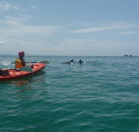 Kayaking with Dolphins in Byron Bay Guided Tour - Accommodation Cairns
