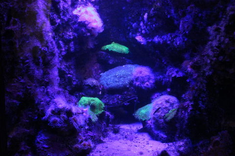 SEA LIFE Sydney Aquarium Entrance Ticket - Accommodation Cairns 8