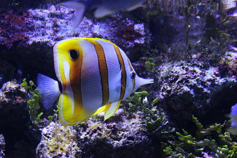 SEA LIFE Sydney Aquarium Entrance Ticket - Accommodation Cairns 7