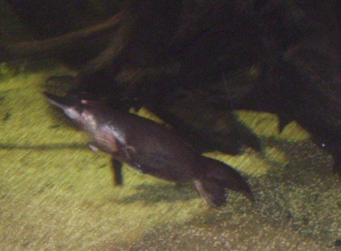 SEA LIFE Sydney Aquarium Entrance Ticket - Accommodation Cairns 18