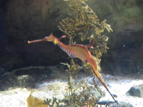 SEA LIFE Sydney Aquarium Entrance Ticket - Accommodation Cairns 12